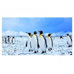 Sticker decorativ, Pinguini, 130 cm, 794STK