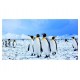 Sticker decorativ, Pinguini, 130 cm, 794STK Sticker decorativ, Pinguini, 130 cm, 794STK