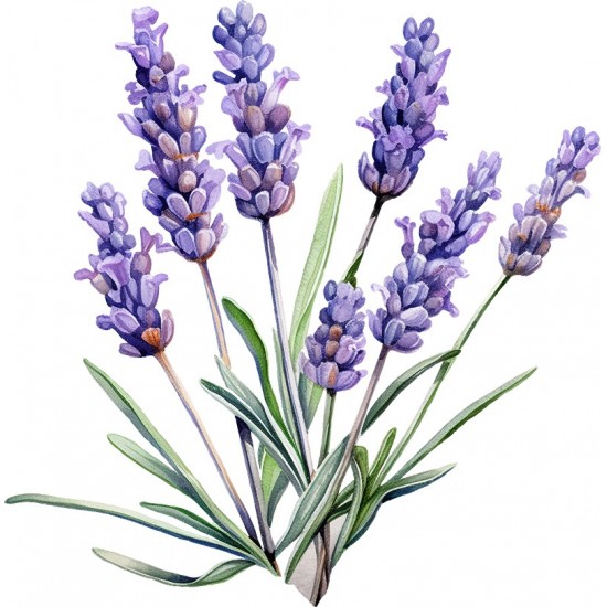 Sticker decorativ, Lavanda, Mov, 61 cm, 1339STK-8 Sticker decorativ, Lavanda, Mov, 61 cm, 1339STK-8